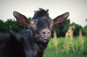 Create meme: goat, black goat