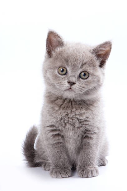 Create meme: cat British, british shorthair cat, grey kitten 