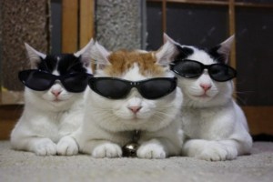 Create meme: cool cats, cats, funny cat