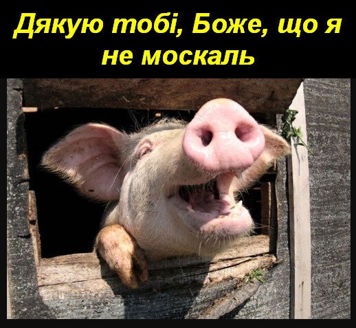 Create meme: funny boars, Ukrainian piggy, piggy oink oink