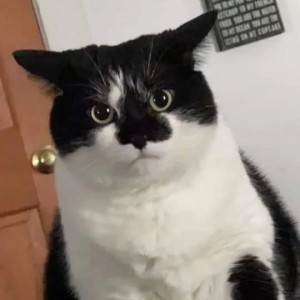 Create meme: the mustachioed cat, cat, kitty