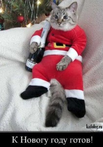 Create meme: cat, Christmas cat, jokes on new year