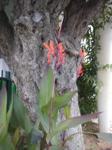 Create meme: aechmea photo in nature tropics, Heliconia, the Heliconia flower is different from strelley