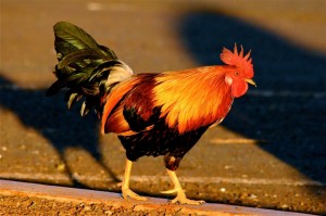 Create meme: fiery cock, roosters, colored cocks photos