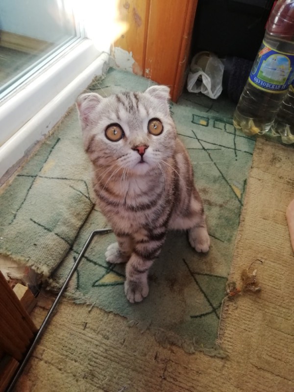 Create meme: Scottish fold , lop - eared scottish cat, Scottish