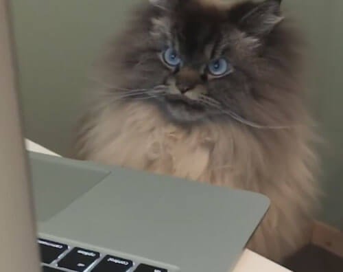 Create meme: grumpy cat , angry fluffy cat, cat 