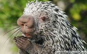 Create meme: American porcupine, pimple-porcupine tree, porcupine