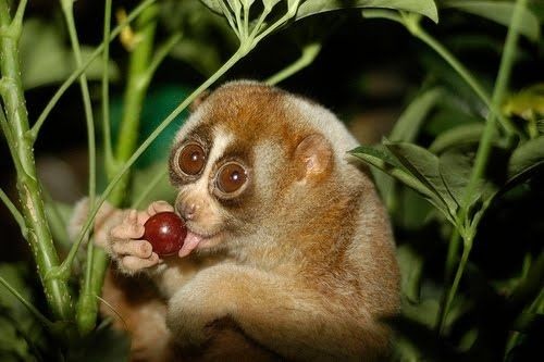 Создать мем: slow loris, животное лори, лемур