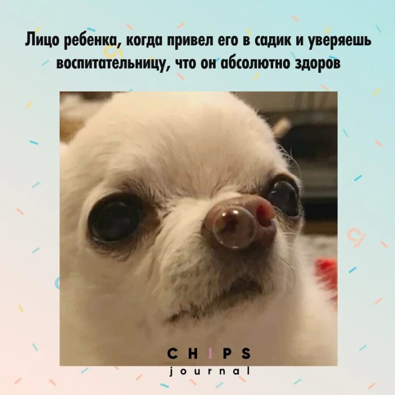 Create meme: a dog with a bubble in his nose, funny Chihuahua, evil Chihuahua 