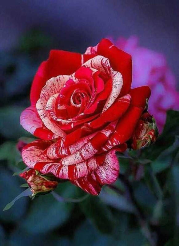 Создать мем: роза роза, красивые розы, самые красивые розы
