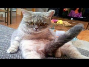 Create meme: hilarious cats, cat, fun with cats