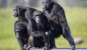 Create meme: primates, gorilla and chimpanzee, female chimpanzee