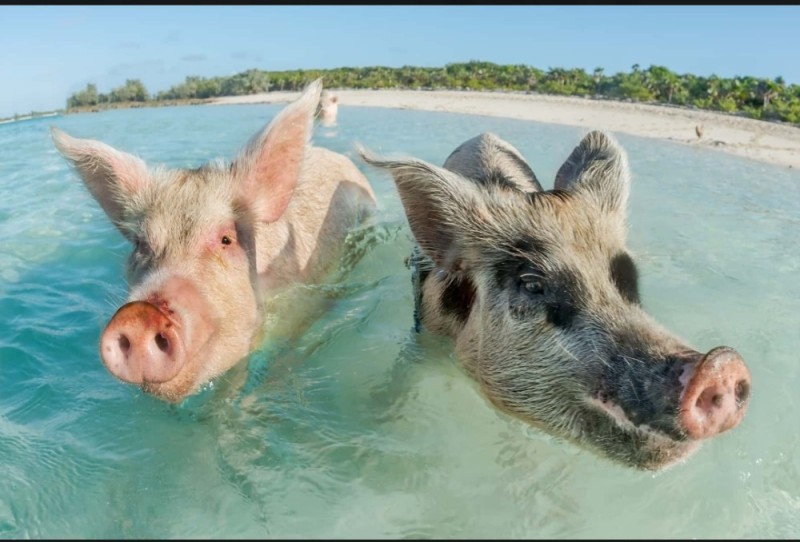 Create meme: pig , piggy at sea, the pig on the beach
