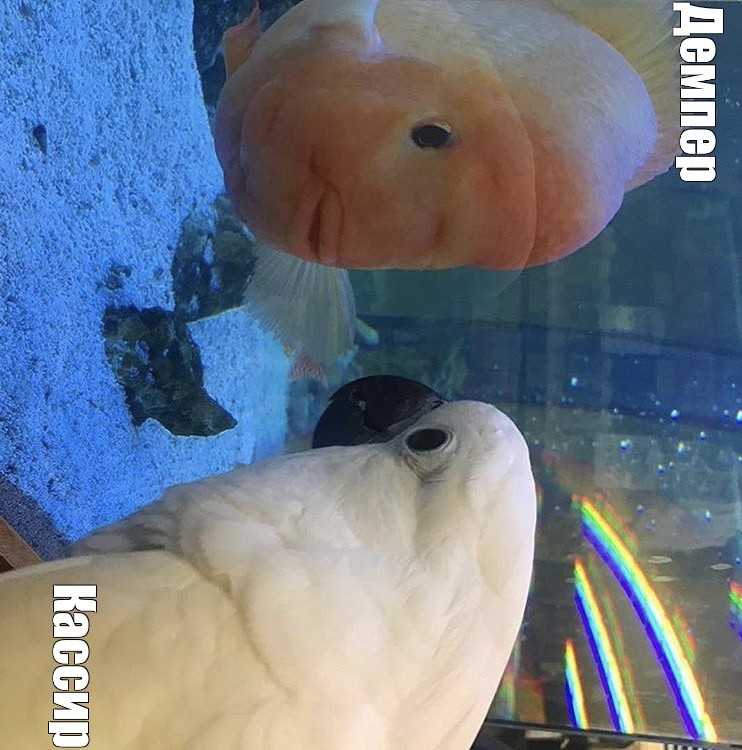 Create meme: parrot fish, ranchu fish, yellow marble parrot fish