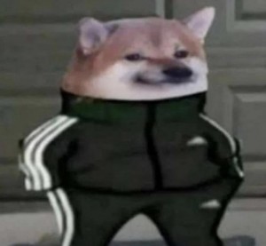 Создать мем: cat in adidas tracksuit, doggo, doge