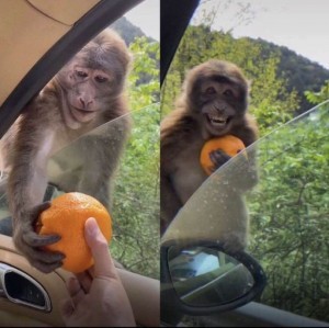 Create meme: monkey with orange, monkey with orange