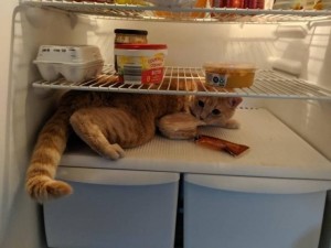 Create meme: animals funny, the cat in the fridge, refrigerator