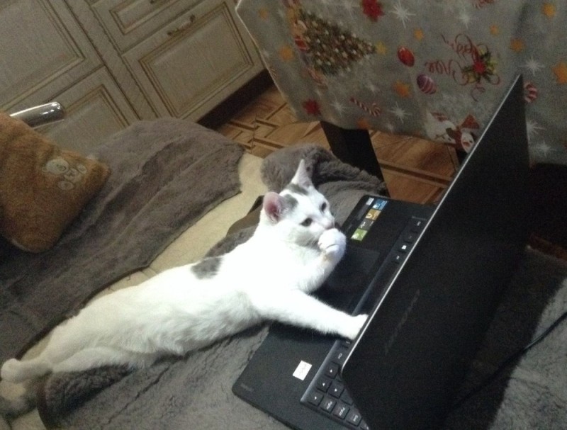 Создать мем: кот программист, коты мемы, кот смешной