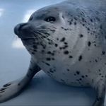 Create meme: larga Far Eastern seal, ringed seal, common seal