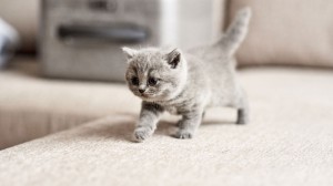 Create meme: cute gray kittens, adorable kittens