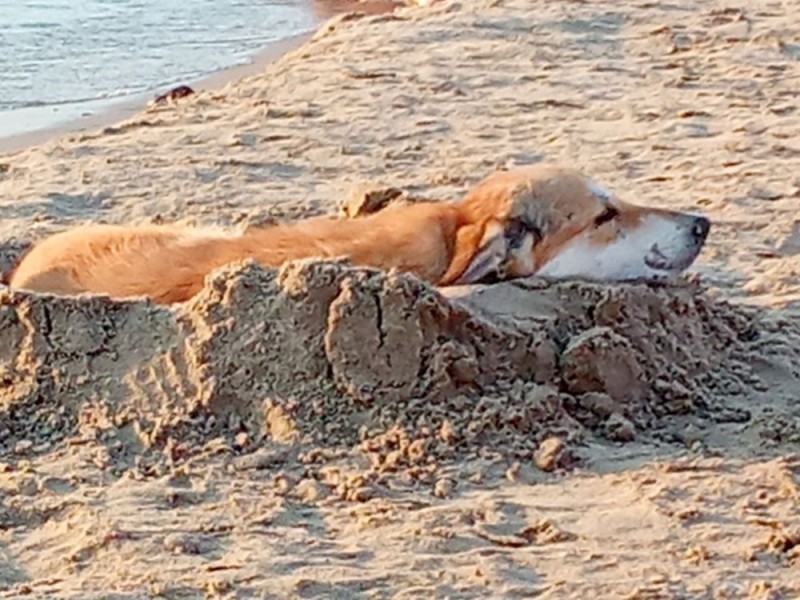 Create meme: a dog at sea, dog on the beach, dogs of the sea