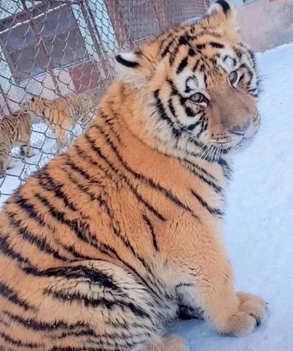Create meme: fluffy tiger, the Amur tiger , Siberian tiger
