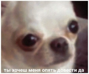 Create meme: Chihuahua, dog, Sulik ugly dog