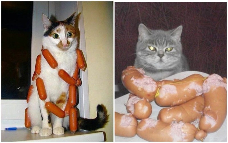 Create meme: sausage cat, cat sausage, The cat is a sausage