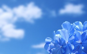 Create meme: blue flowers