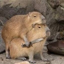 Create meme: beaver and capybara, a pet capybara, big capybara guinea pig