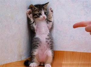 Create meme: cat, the most funny pictures of kittens, give up funny pictures