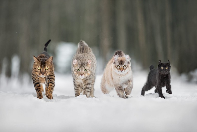 Create meme: cats are marching in formation, four cats, march cat