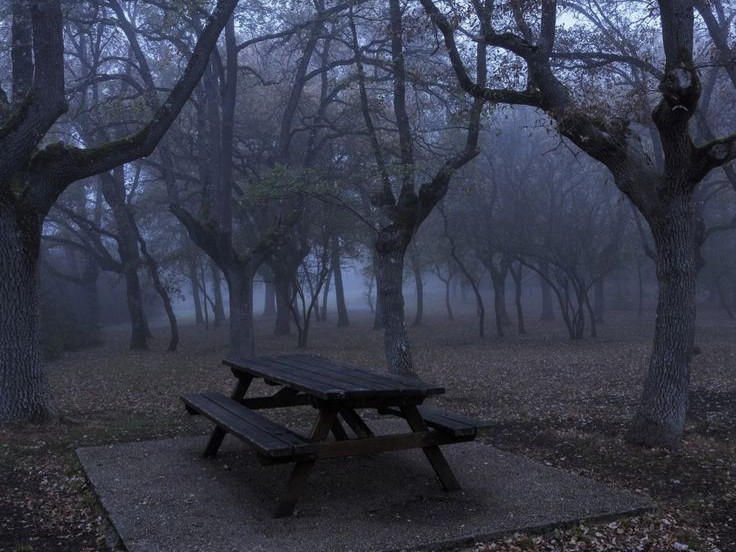 Create meme: a gloomy place, the forest dark, dark photos