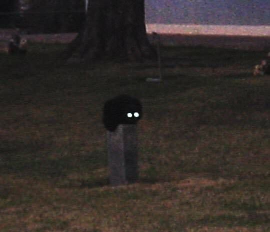 Create meme: darkness, scary cat, creepy