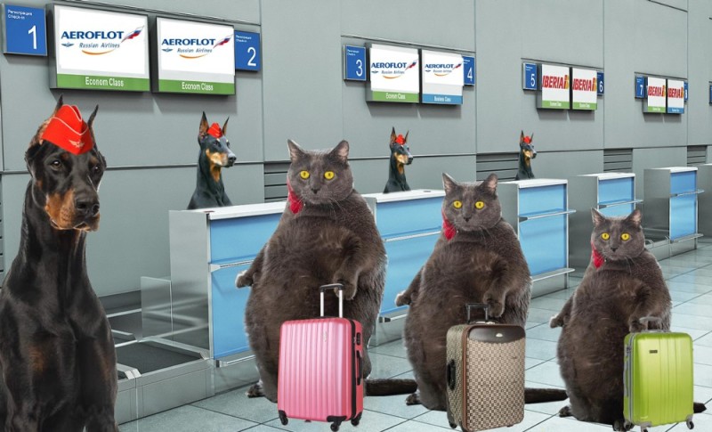 Create meme: The cat at the airport, fat cat , cat Victor Aeroflot