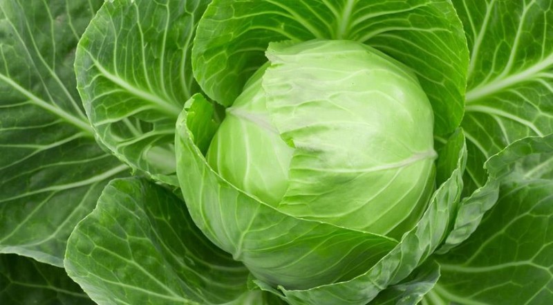 Create meme: white cabbage, cabbage, fresh white cabbage