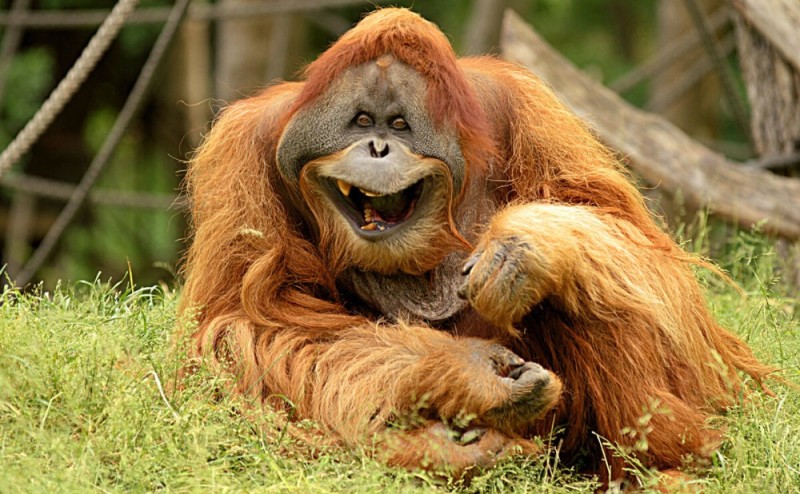 Create meme: orangutan male, orangutan monkey, orangutan or orangutan