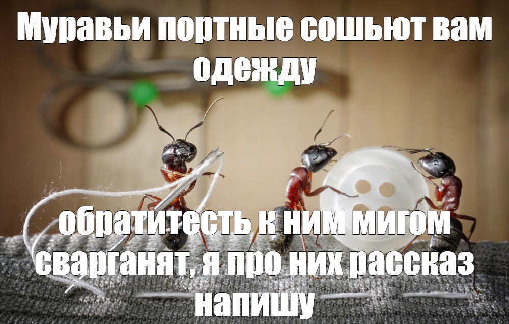 Муравей мебель