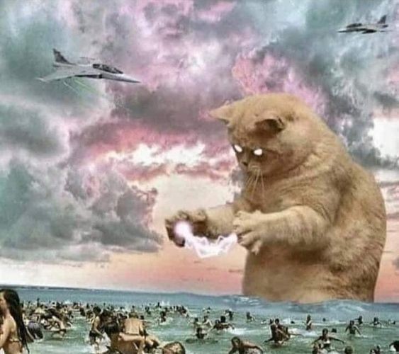 Создать мем: кот юмор, кот у моря мем, кошка