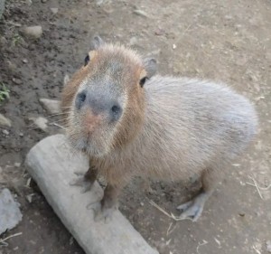 Create meme: Vdovenko capybara, capybaras