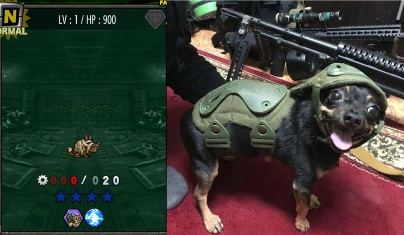 Create meme: military dogs, special forces with a dog, call of duty mw