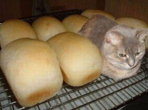 Создать мем: коты, хлеп кот, я хлеб