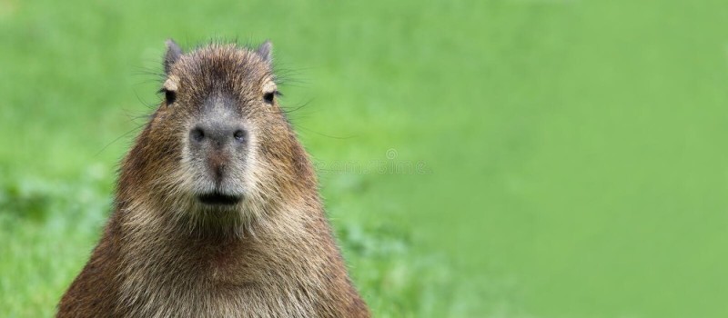 Create meme: capybara, capybara on a green background, capybara face