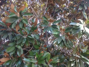 Создать мем: магнолия ялта фото, photinia serratifolia, растение