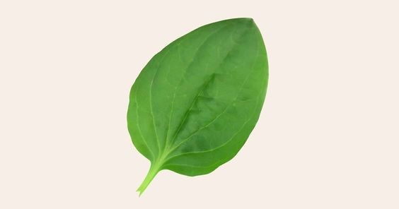 Create meme: plantain on a white background, put the plantain , plantain leaf