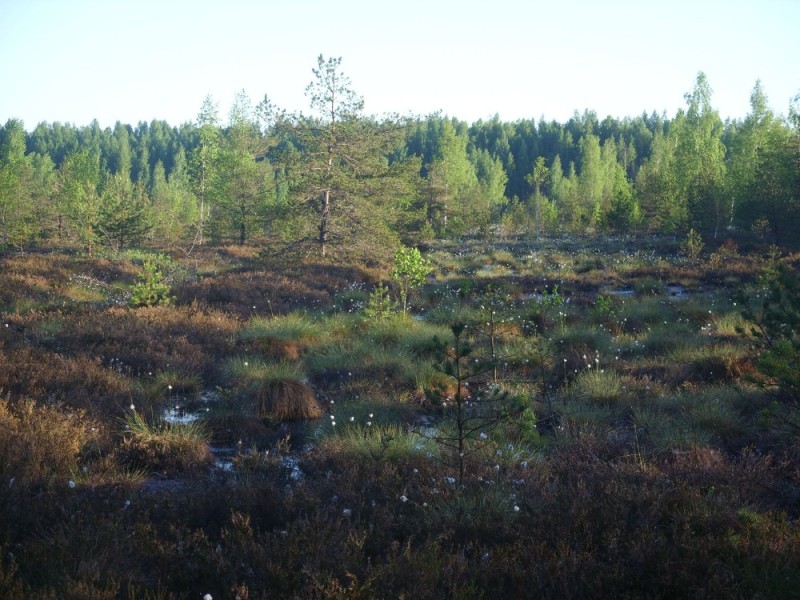 Create meme: the marshes of karelia, Dolgovsky moss swamp, a hummocky swamp