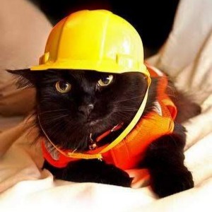 Создать мем: кот работяга, cat, кот в защитной каске
