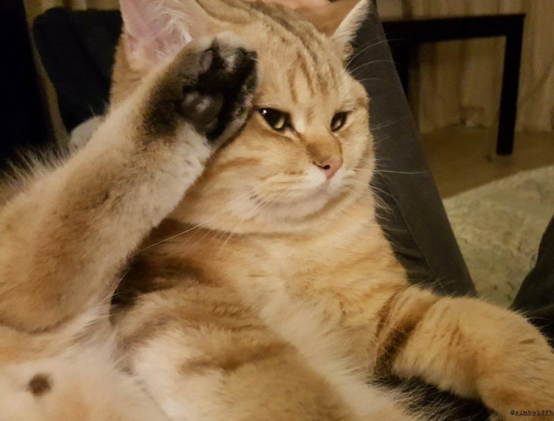 Create meme: cat salutes, meme cat salutes, funny cats 