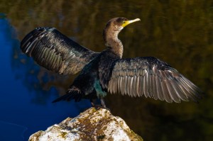 Create meme: cormorant