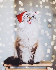 Создать мем: красивые котики, котики в новогодних шапочках, новогодние котики